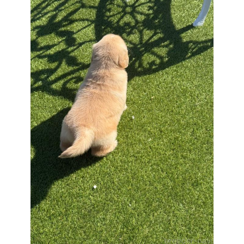 販売中の埼玉県のゴールデンレトリーバー-446094の14枚目