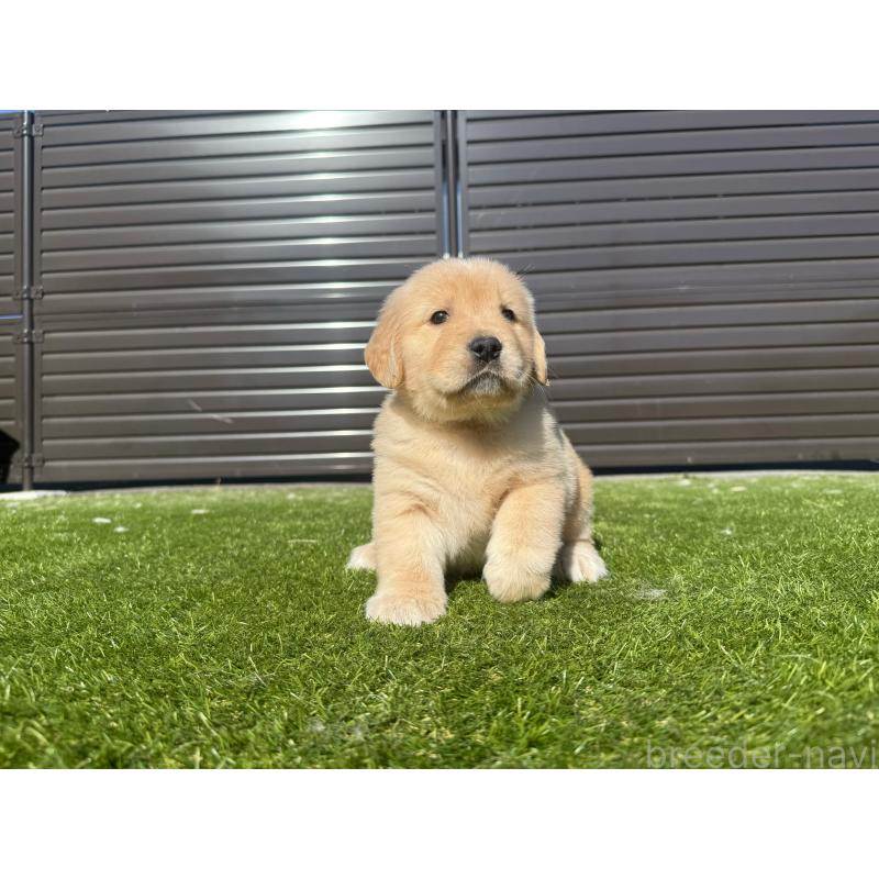 販売中の埼玉県のゴールデンレトリーバー-446094の13枚目