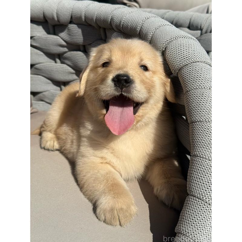 販売中の埼玉県のゴールデンレトリーバー-446094の12枚目