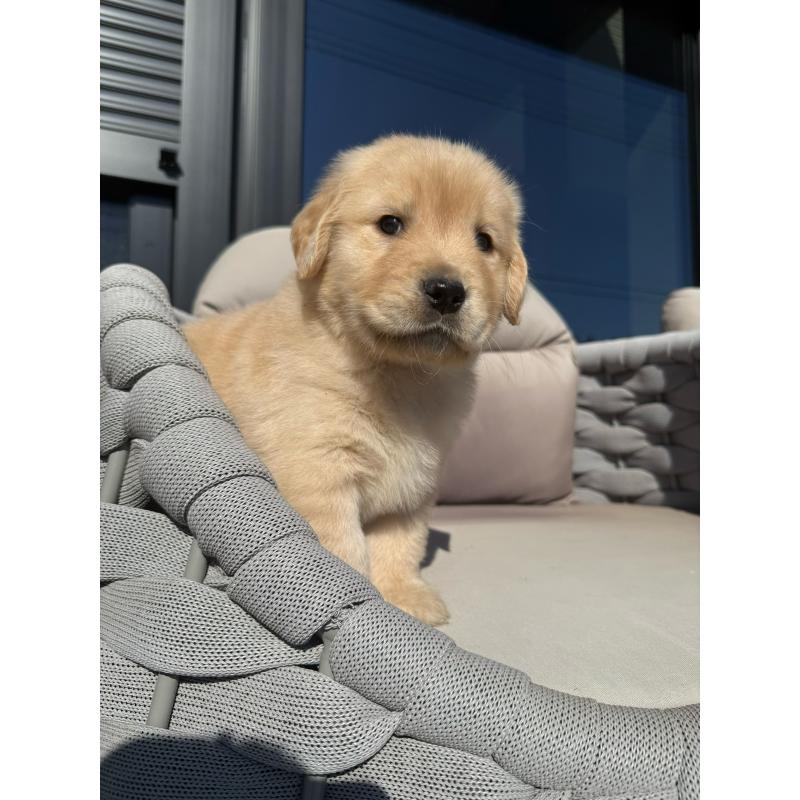 販売中の埼玉県のゴールデンレトリーバー-446094の10枚目