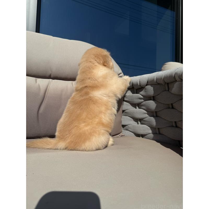 販売中の埼玉県のゴールデンレトリーバー-446094の9枚目