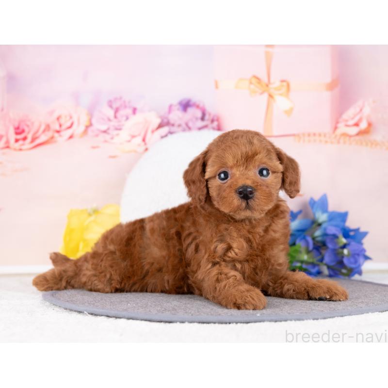 販売中の岐阜県のトイプードル-446093の4枚目