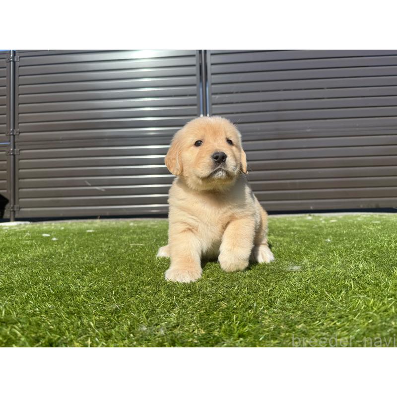 販売中の埼玉県のゴールデンレトリーバー-446094の7枚目