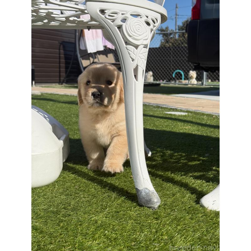 販売中の埼玉県のゴールデンレトリーバー-446094の6枚目