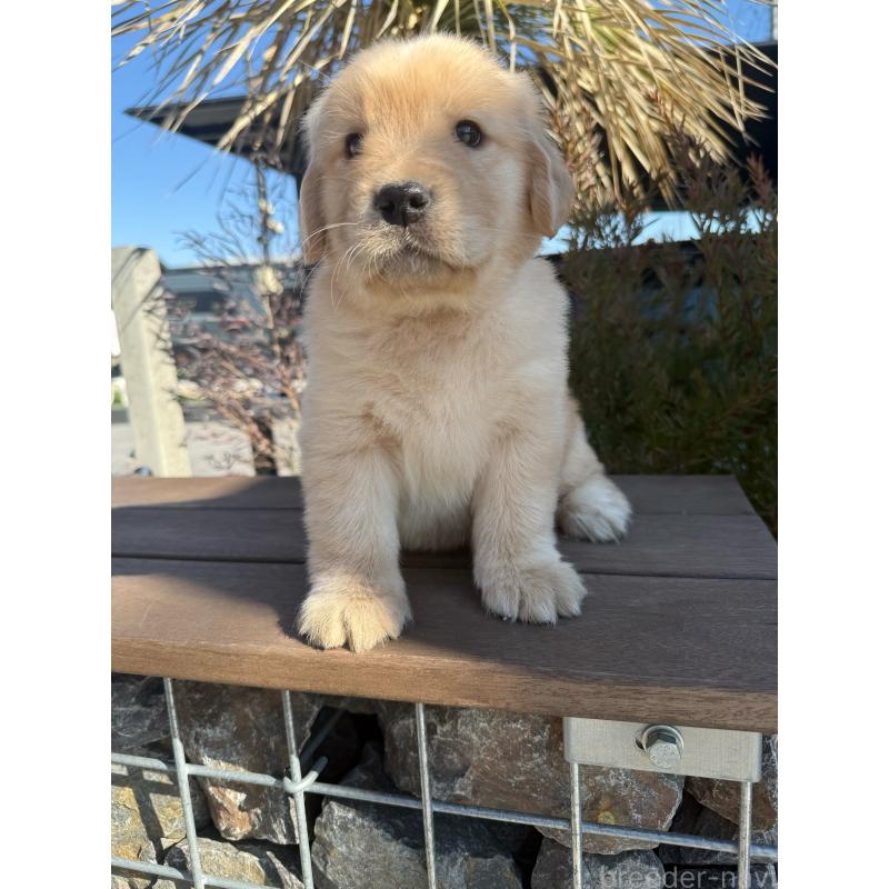 販売中の埼玉県のゴールデンレトリーバー-446094の5枚目