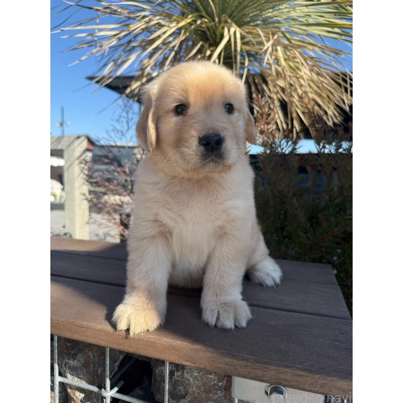 販売中の埼玉県のゴールデンレトリーバー-446094の4枚目