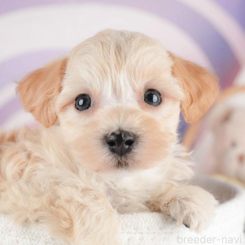 販売中の茨城県のマルプー:マルチーズ×トイプードル-446110