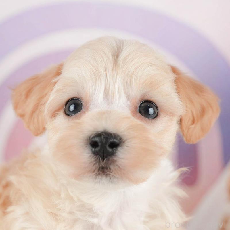 販売中の茨城県のマルプー:マルチーズ×トイプードル-446110の8枚目