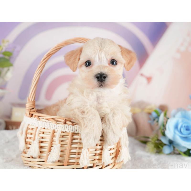 販売中の茨城県のマルプー:マルチーズ×トイプードル-446110の7枚目