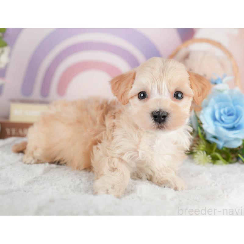 販売中の茨城県のマルプー:マルチーズ×トイプードル-446110の5枚目