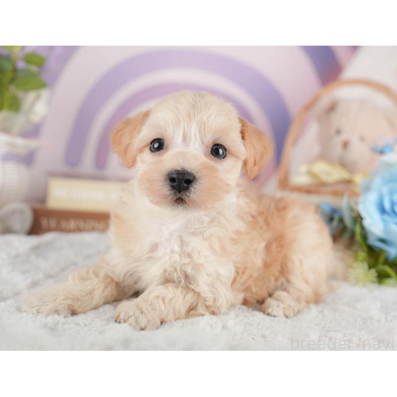 販売中の茨城県のマルプー:マルチーズ×トイプードル-446110の4枚目