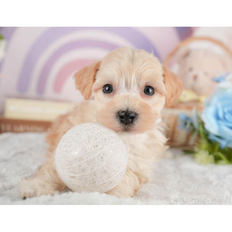 販売中の茨城県のマルプー:マルチーズ×トイプードル-446110の3枚目