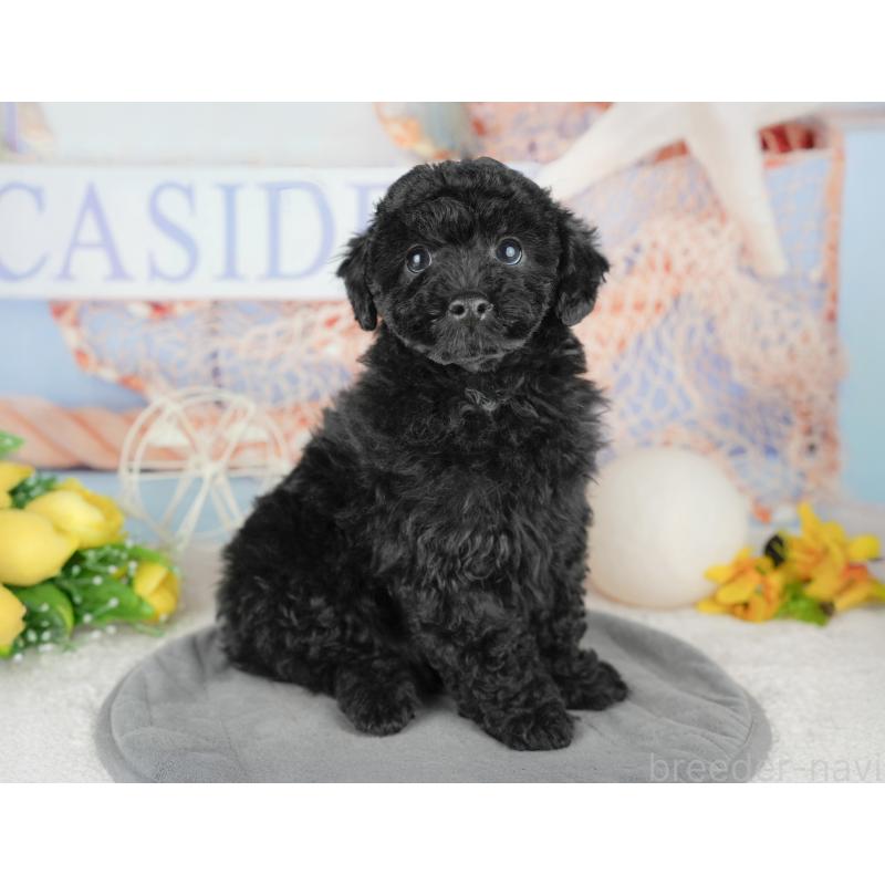 販売中の千葉県のトイプードル-446682