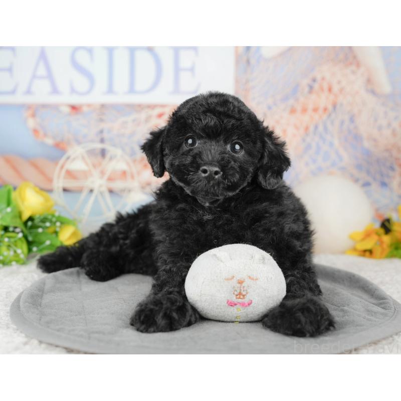 販売中の千葉県のトイプードル-446682の11枚目