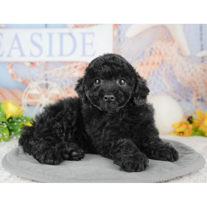 販売中の千葉県のトイプードル-446682の9枚目