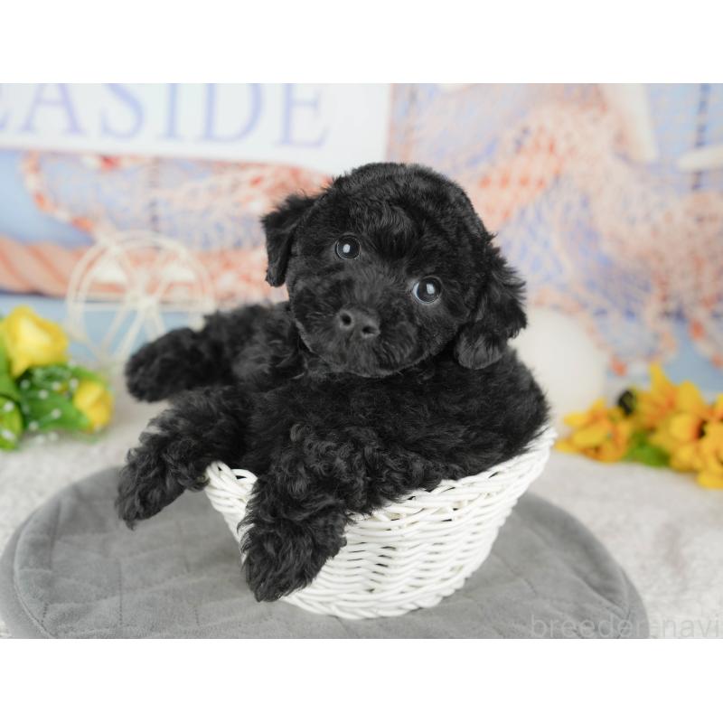 販売中の千葉県のトイプードル-446682の8枚目