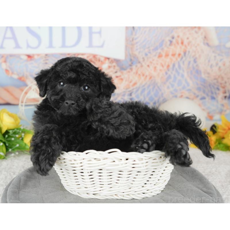 販売中の千葉県のトイプードル-446682の7枚目