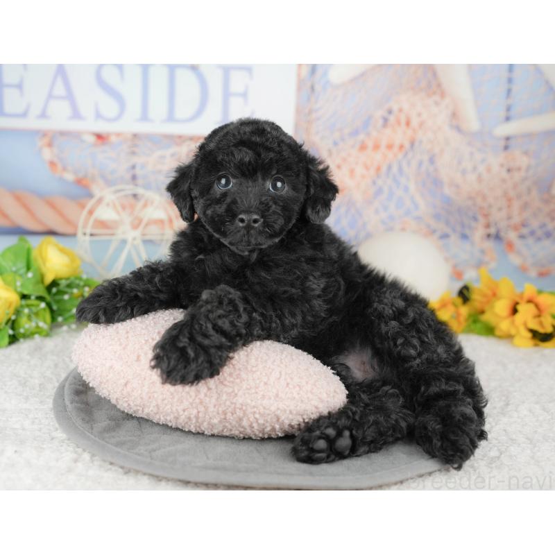 販売中の千葉県のトイプードル-446682の5枚目