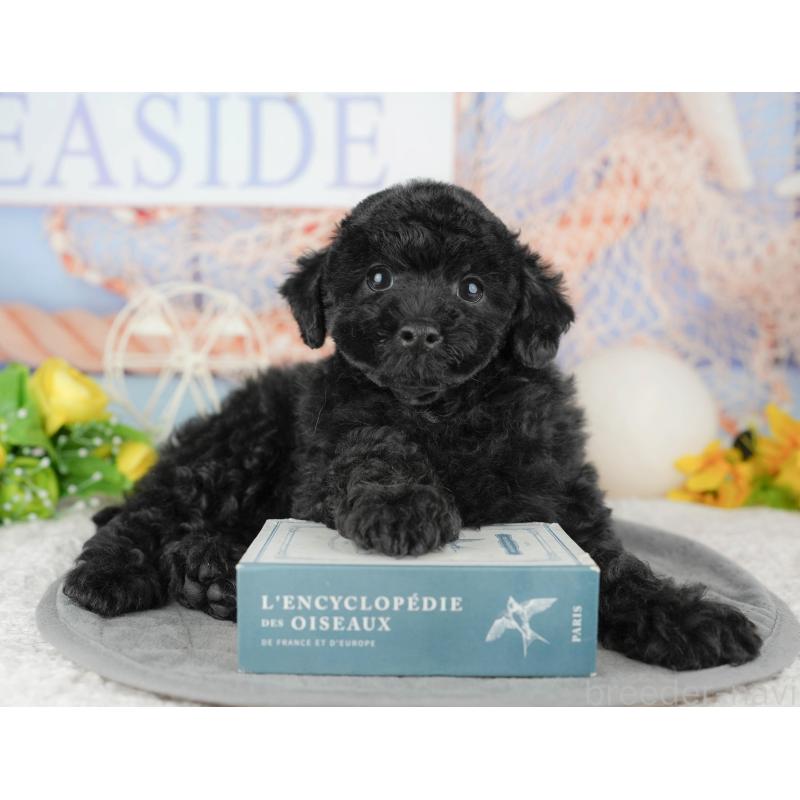 販売中の千葉県のトイプードル-446682の4枚目