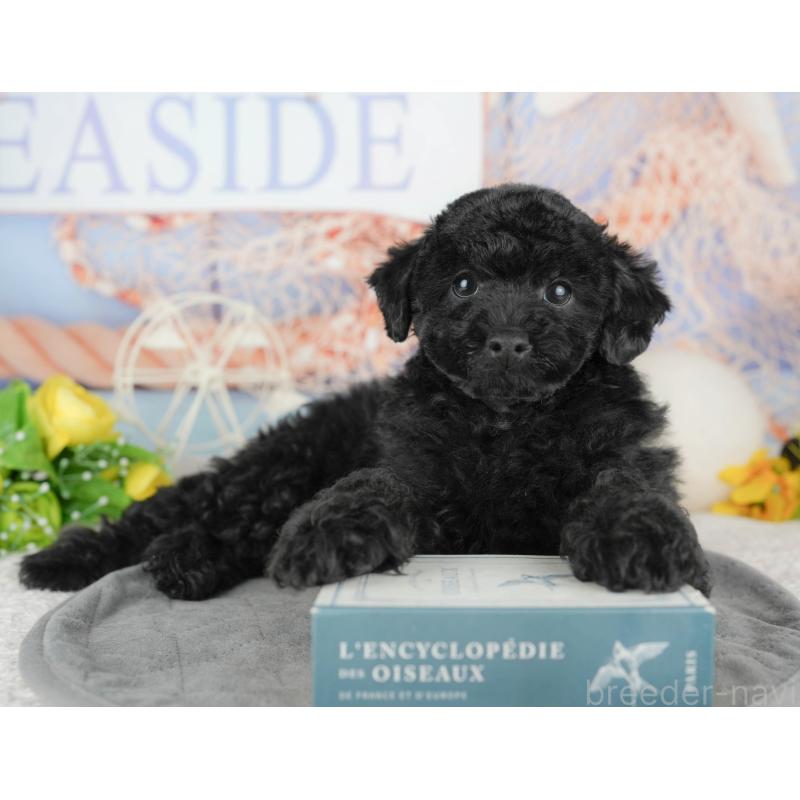 販売中の千葉県のトイプードル-446682の3枚目