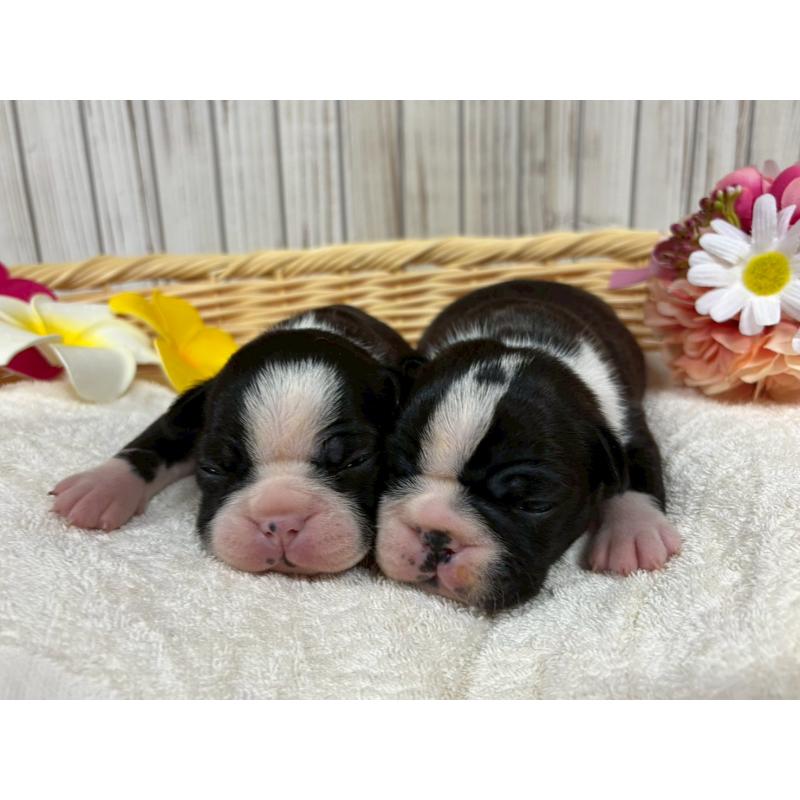 販売中の鹿児島県のボストンテリア-446097の3枚目