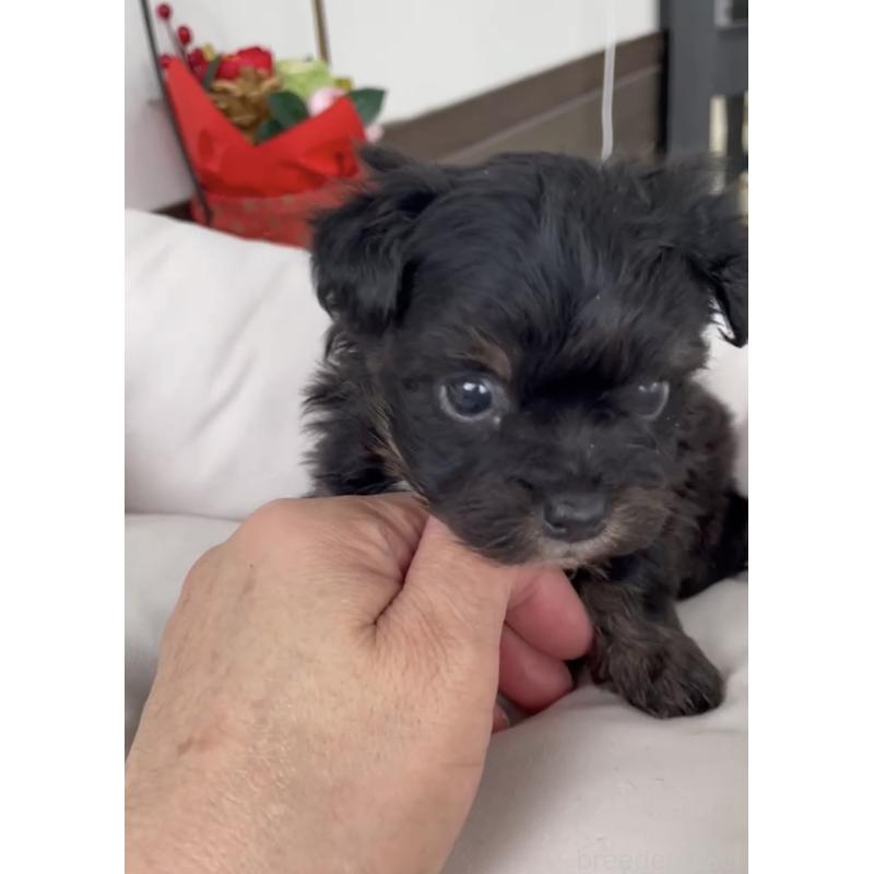 販売中の福岡県のヨープー:ヨークシャーテリア×トイプードル-446098の3枚目