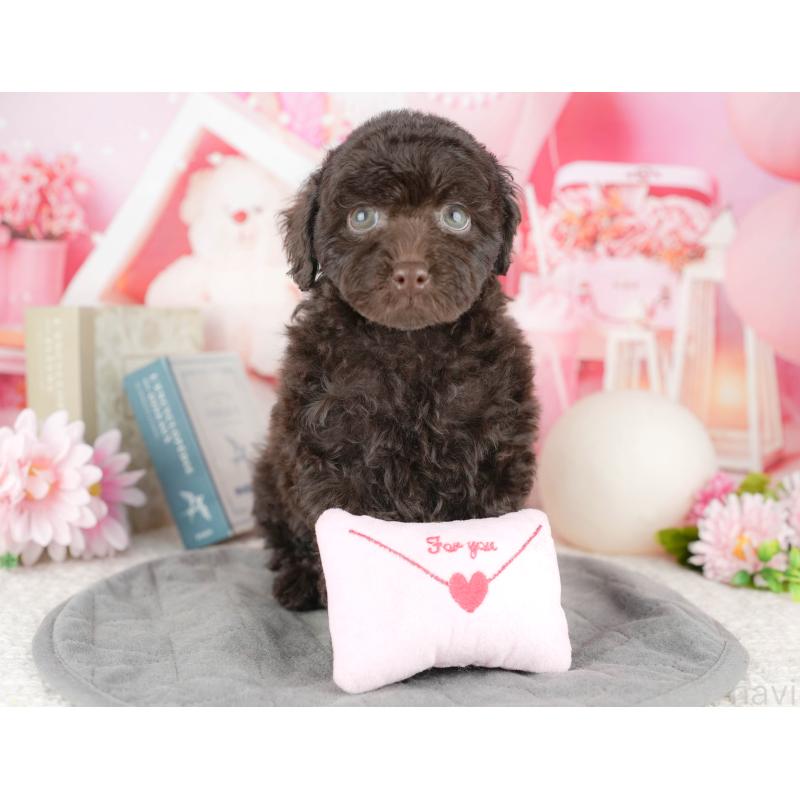 販売中の千葉県のトイプードル-446684の10枚目