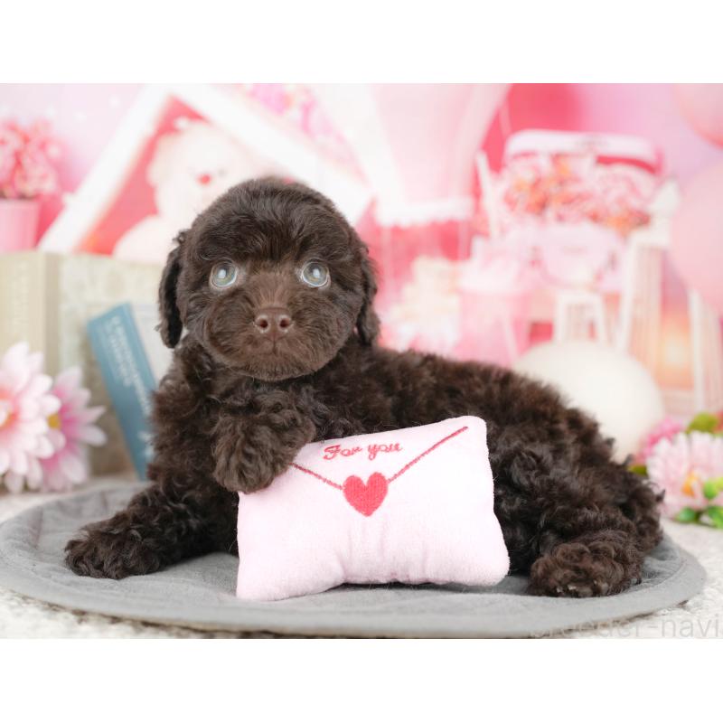 販売中の千葉県のトイプードル-446684の9枚目