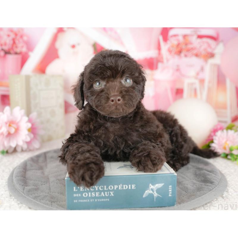 販売中の千葉県のトイプードル-446684の8枚目