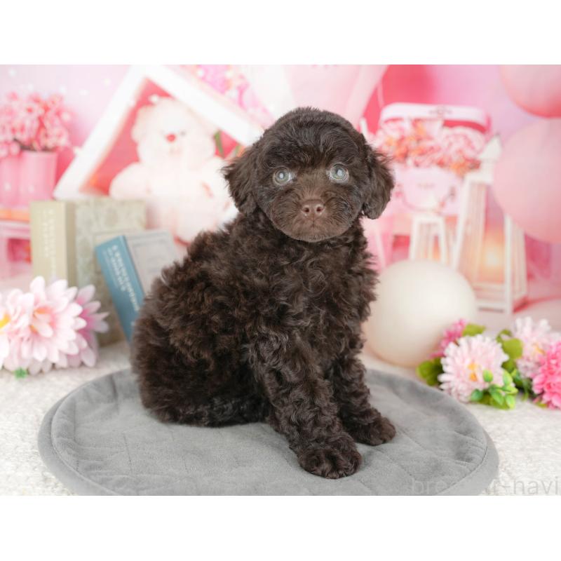 販売中の千葉県のトイプードル-446684の3枚目