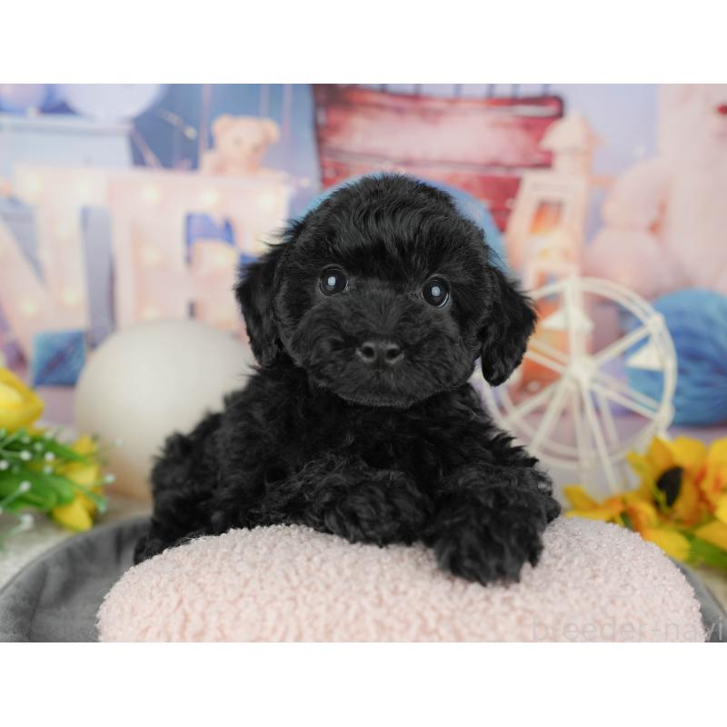 販売中の千葉県のトイプードル-446687