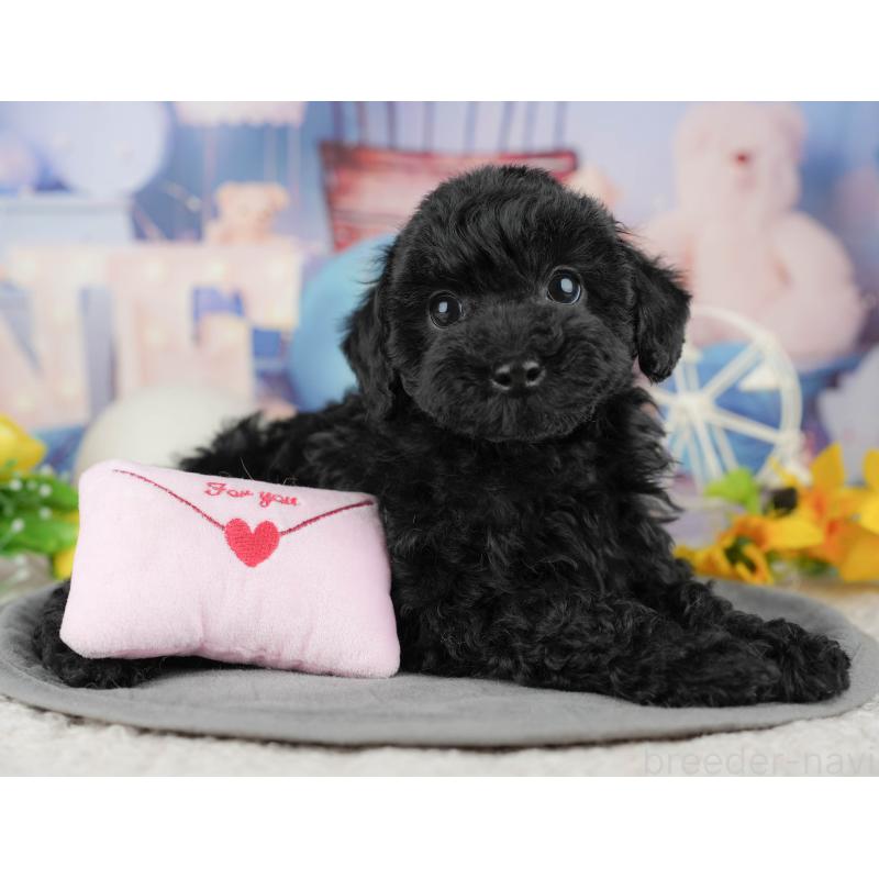 販売中の千葉県のトイプードル-446687の10枚目