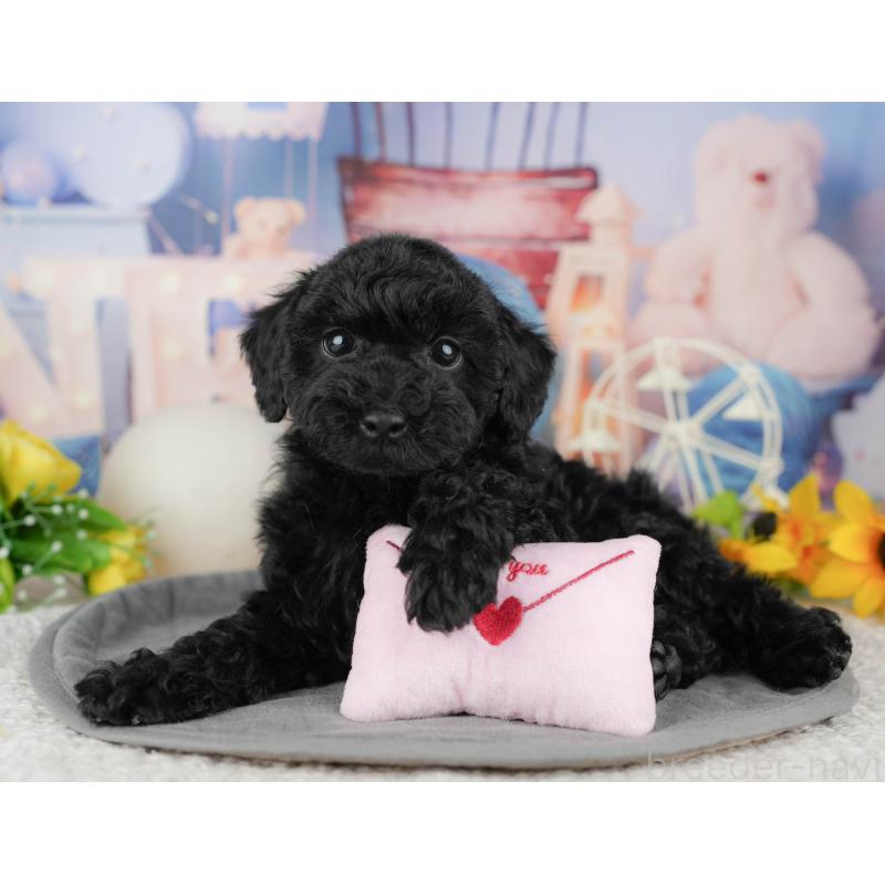 販売中の千葉県のトイプードル-446687の9枚目