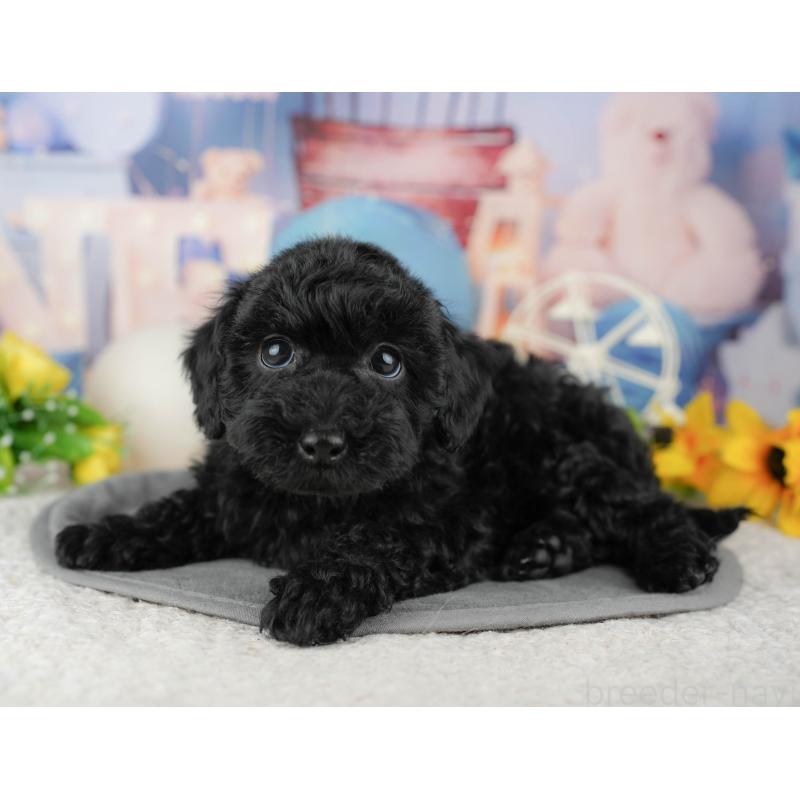 販売中の千葉県のトイプードル-446687の6枚目