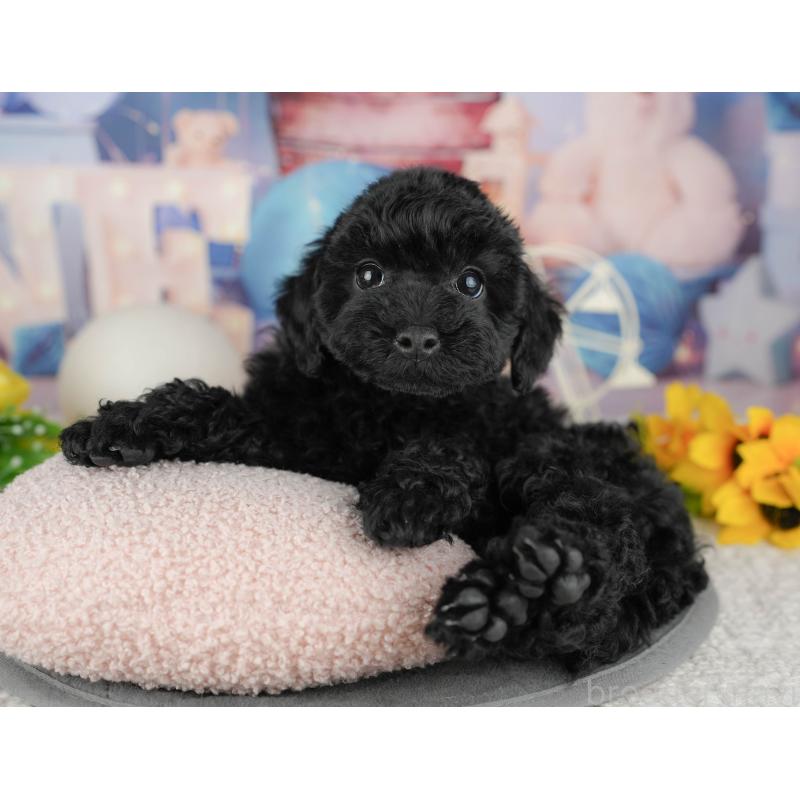 販売中の千葉県のトイプードル-446687の4枚目