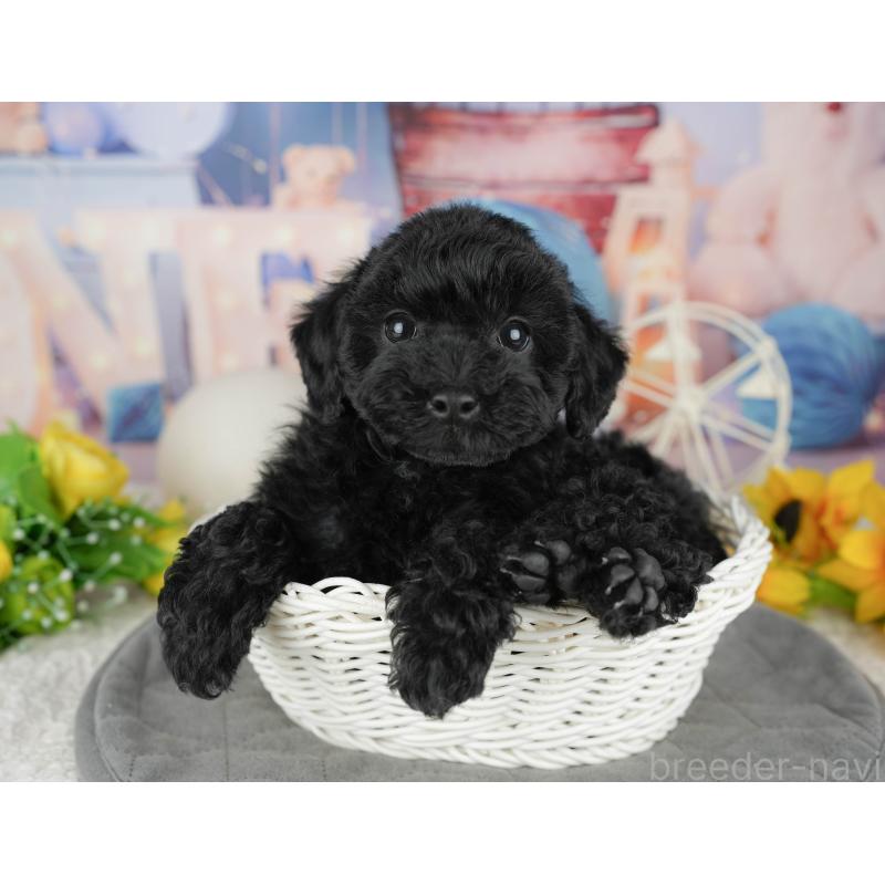 販売中の千葉県のトイプードル-446687の3枚目