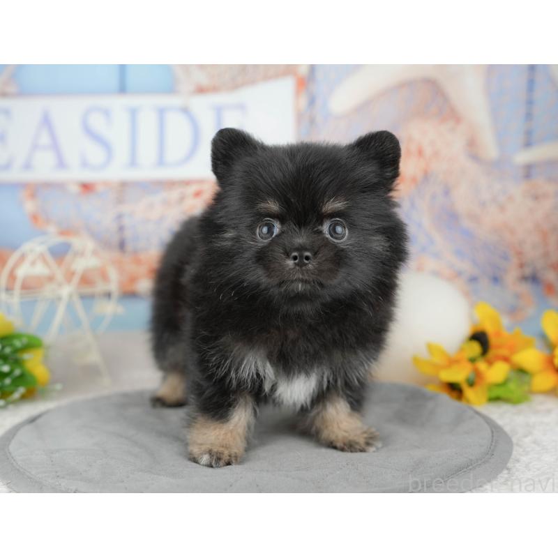 販売中の千葉県のミックス犬-446690