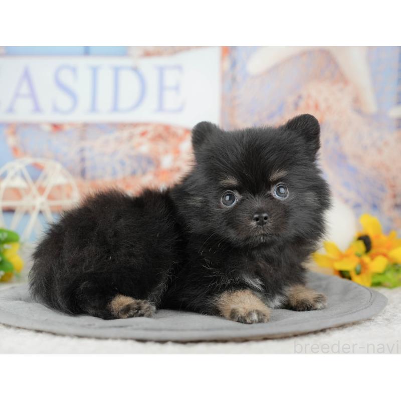 販売中の千葉県のミックス犬-446690の11枚目