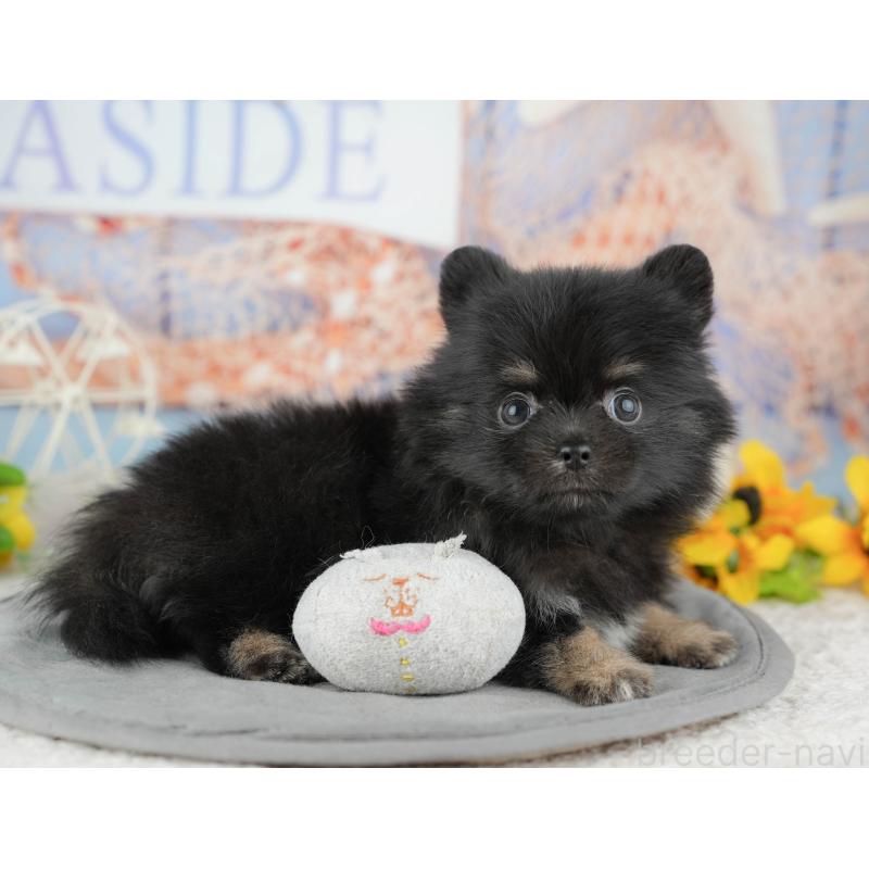 販売中の千葉県のミックス犬-446690の9枚目