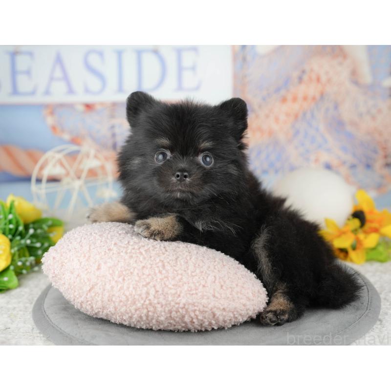 販売中の千葉県のミックス犬-446690の7枚目