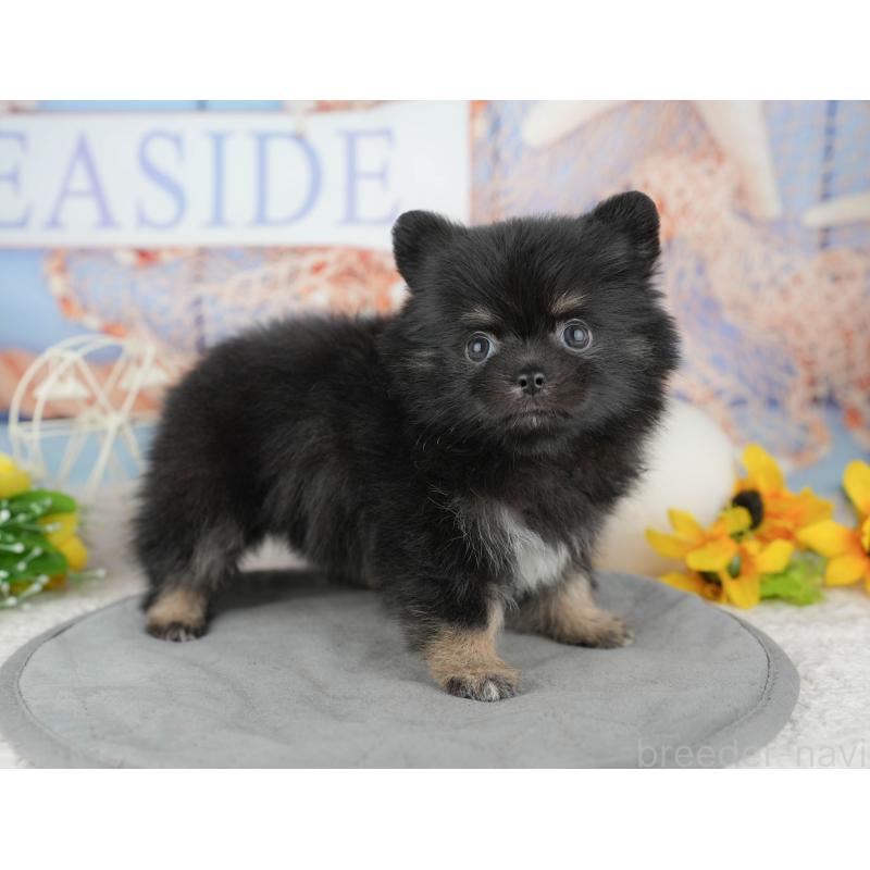 販売中の千葉県のミックス犬-446690の6枚目