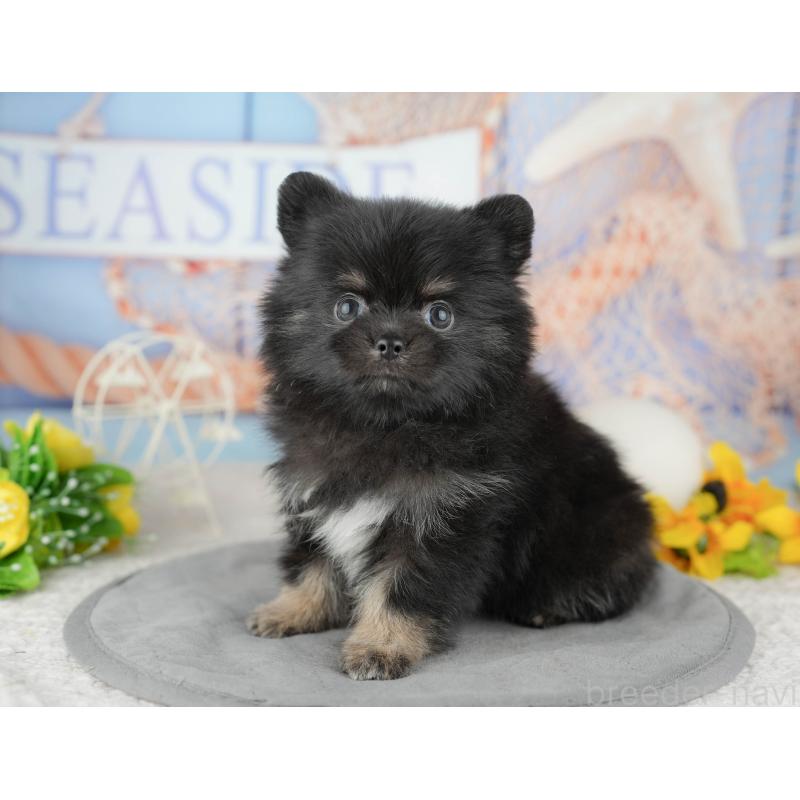 販売中の千葉県のミックス犬-446690の5枚目