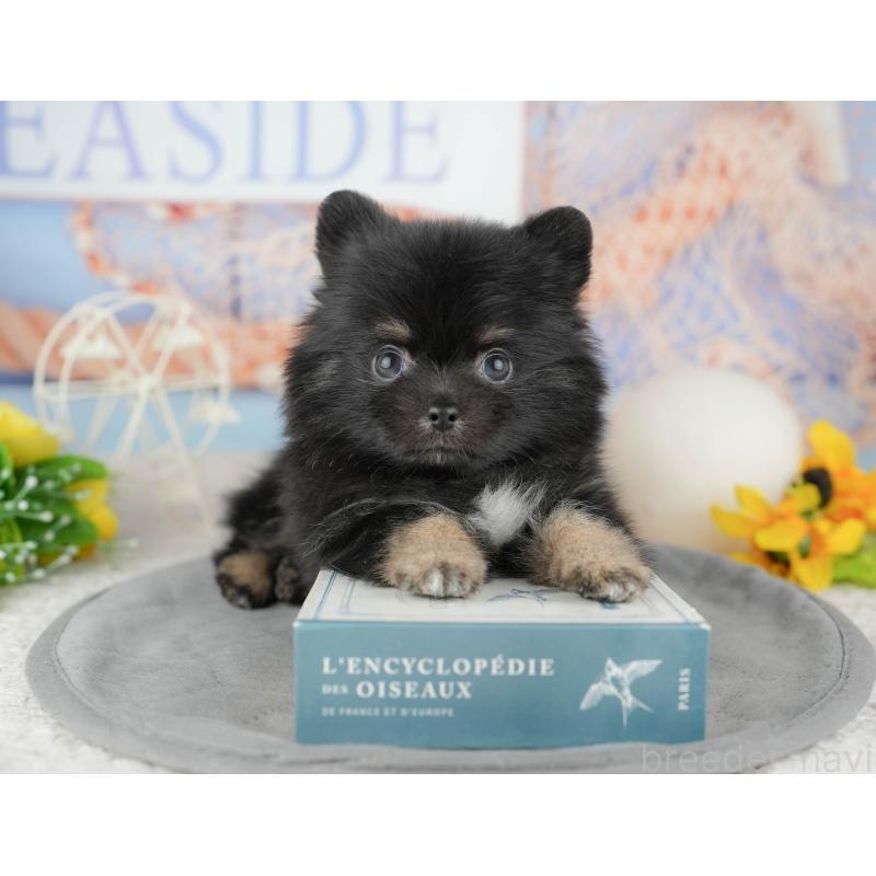 販売中の千葉県のミックス犬-446690の4枚目