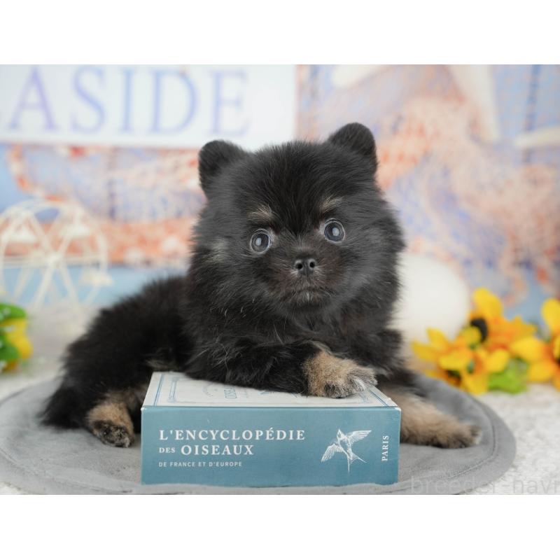 販売中の千葉県のミックス犬-446690の3枚目