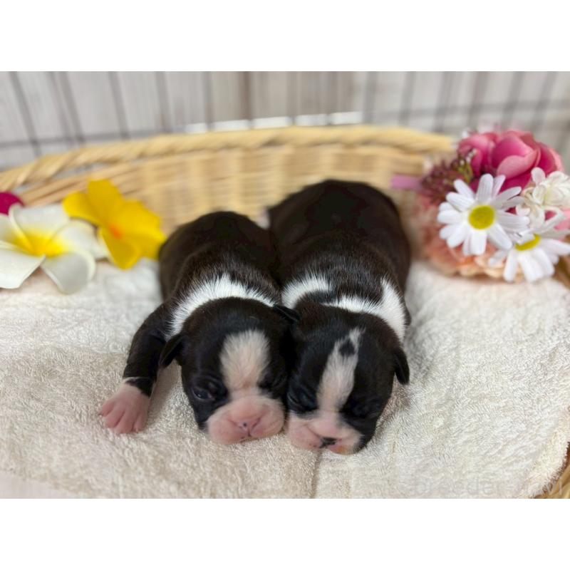 販売中の鹿児島県のボストンテリア-446100の3枚目