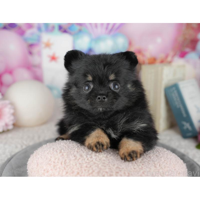 販売中の千葉県のミックス犬-446692