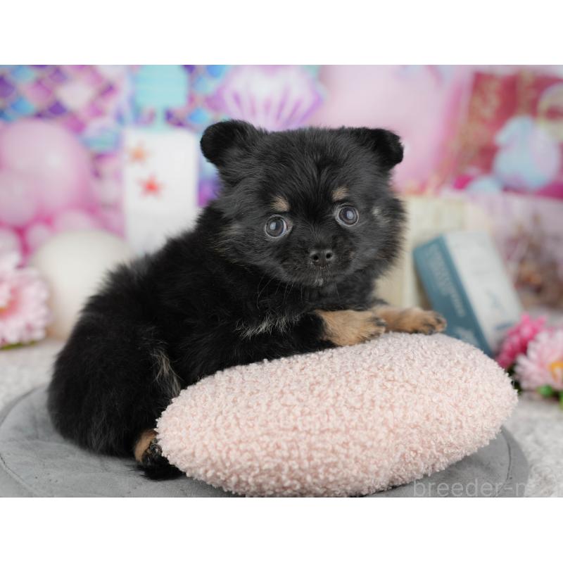 販売中の千葉県のミックス犬-446692の11枚目