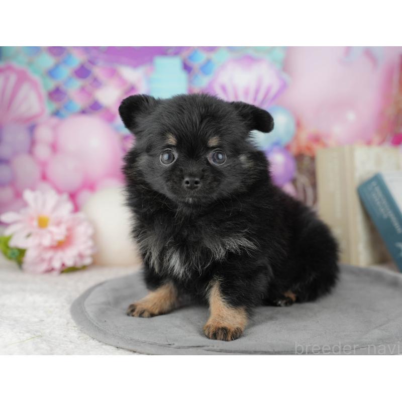 販売中の千葉県のミックス犬-446692の10枚目