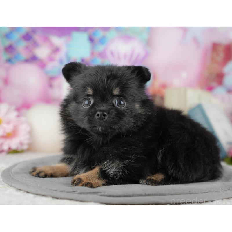 販売中の千葉県のミックス犬-446692の9枚目