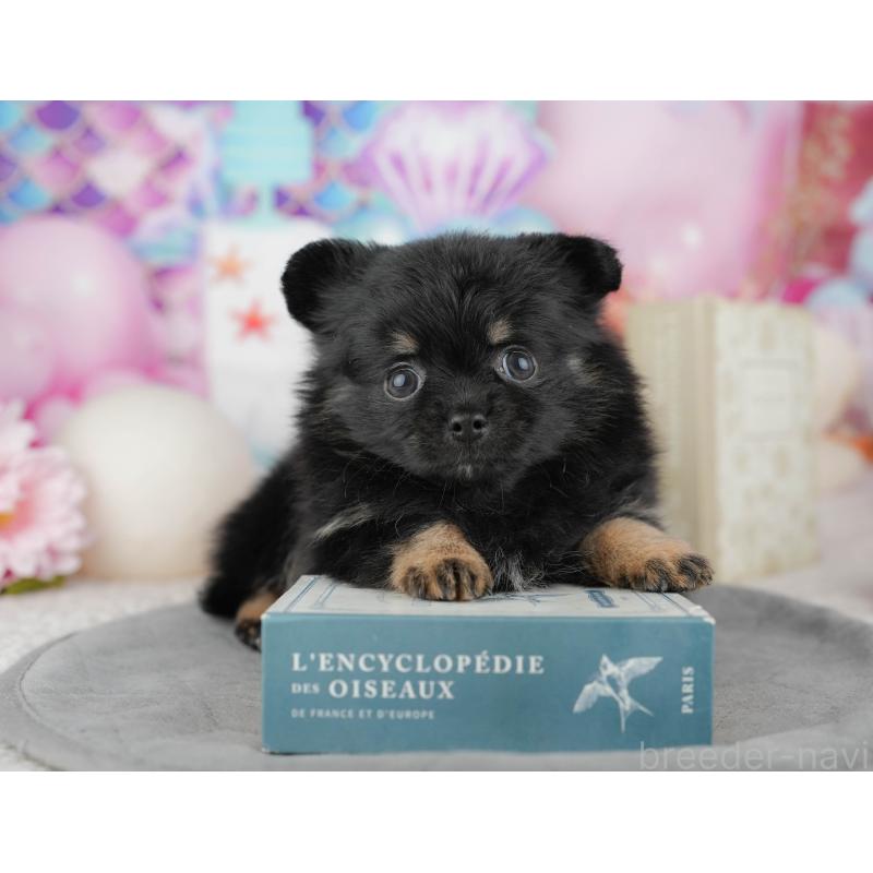 販売中の千葉県のミックス犬-446692の6枚目